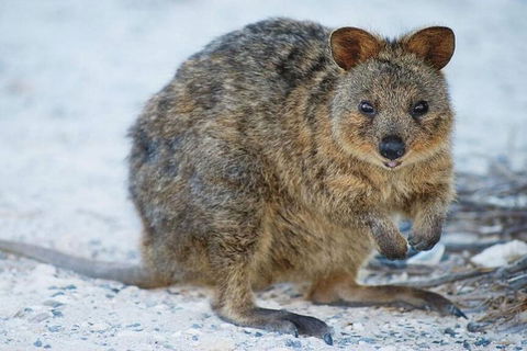 Rottnest Island Bike, Snorkel & Ferry Package From Perth - Accommodation Brisbane 3