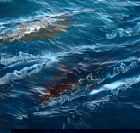 Sydney Whale-Watching Cruise - Accommodation Brisbane