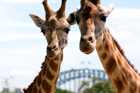 Sydney Harbour Ferry With Taronga Zoo Entry Ticket - Accommodation Brisbane 1