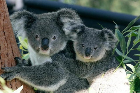 Sydney Harbour Ferry With Taronga Zoo Entry Ticket - Accommodation Brisbane 3