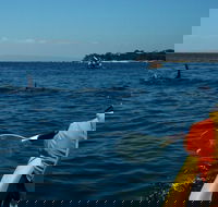 Mornington Peninsula Kayak Coastline Tour of Dolphin Sanctuary - Accommodation Brisbane