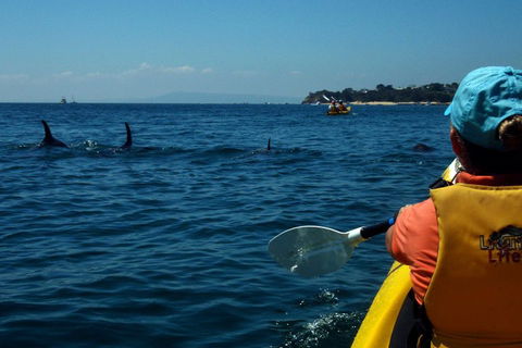 Mornington Peninsula Kayak Coastline Tour Of Dolphin Sanctuary - Accommodation Brisbane 0