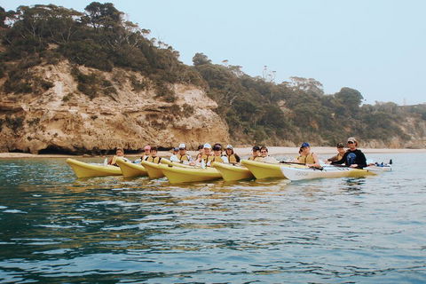 Mornington Peninsula Kayak Coastline Tour Of Dolphin Sanctuary - Accommodation Brisbane 4