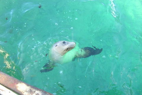 Abrolhos Islands Scenic Flight & Snorkel Adventure From Perth - Accommodation Brisbane 5