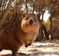 Pinnacles  Rottnest Island Scenic Air  Ground Tour - Accommodation Brisbane