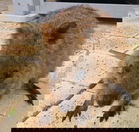 Wave Rock Pinnacles and Rottnest One Day Aeroplane Tour - Accommodation Brisbane