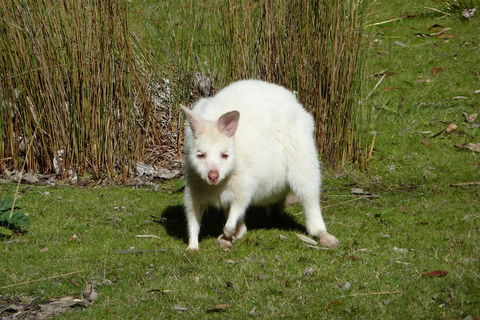 7-Day Super Value Tour Of Tasmania: Explore Tasmania's West And East Coasts - Accommodation Brisbane 1