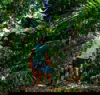 Full Day Daintree Rainforest and Mossman Gorge Tour - Accommodation Brisbane