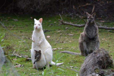 Full-Day Guided Bruny Island Tour From Hobart - Accommodation Brisbane 0