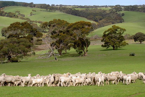 Kangaroo Island Luxury Small Group 'Island Life' Full Day Tour - Accommodation Brisbane 1