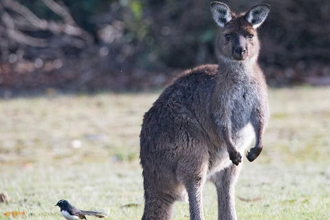 Kangaroo Island Luxury Small Group 'Island Life' Full Day Tour - Accommodation Brisbane 2