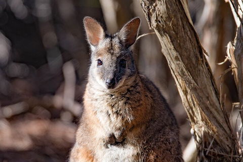 Kangaroo Island Luxury Small Group 'Island Life' Full Day Tour - Accommodation Brisbane 3