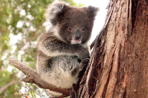 Kangaroo Island Luxury Small Group 'Island Life' Full Day Tour - Accommodation Brisbane 4