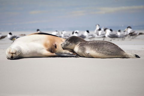Kangaroo Island Luxury Small Group 'Island Life' Full Day Tour - Accommodation Brisbane 5