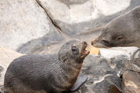 Kangaroo Island Luxury Small Group 'Flinders Chase Focus' Full Day Tour - Accommodation Brisbane 2