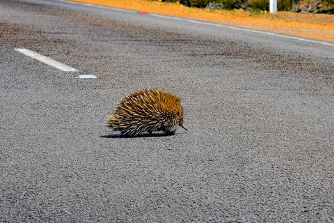 Kangaroo Island Luxury Small Group 'Flinders Chase Focus' Full Day Tour - Accommodation Brisbane 3
