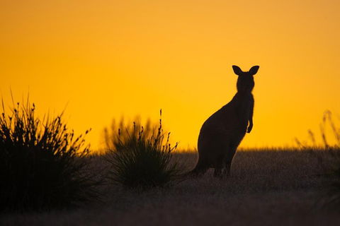 Kangaroo Island Luxury Small Group 'Flinders Chase Focus' Full Day Tour - Accommodation Brisbane 5