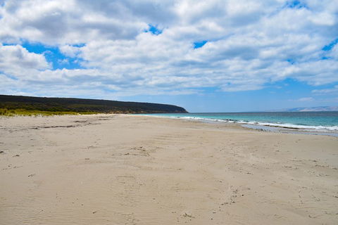 Kangaroo Island Luxury Small Group 'East End Explorer' Full Day Tour - Accommodation Brisbane 3