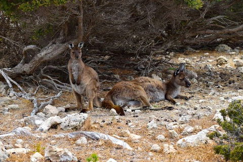 Kangaroo Island Luxury Small Group 'East End Explorer' Full Day Tour - Accommodation Brisbane 4