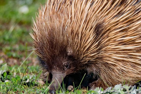 Kangaroo Island Luxury Small Group 'East End Explorer' Full Day Tour - Accommodation Brisbane 5