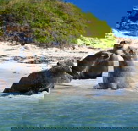 Dolphin Penguin and Sea Lion Cruise - Accommodation Brisbane