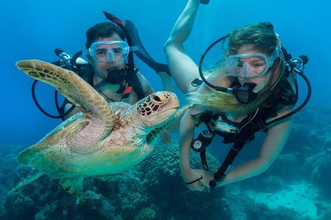 Great Barrier Reef Diving And Snorkeling Cruise From Cairns - Accommodation Brisbane 4
