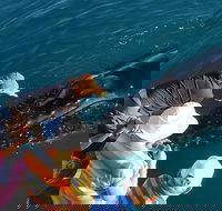 AOC Whale Watching from Broome - Accommodation Brisbane