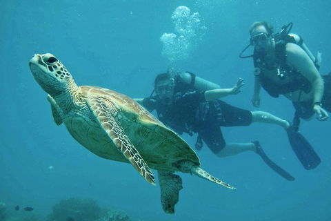 Ocean Freedom Great Barrier Reef Personal Luxury Snorkel & Dive Cruise, Cairns - Accommodation Brisbane 4