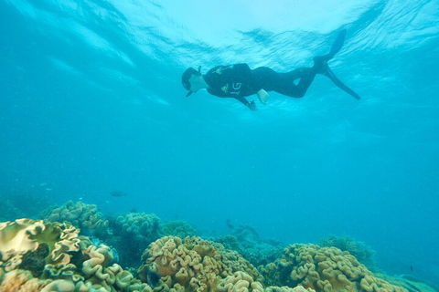 Ocean Freedom Great Barrier Reef Personal Luxury Snorkel & Dive Cruise, Cairns - Accommodation Brisbane 5