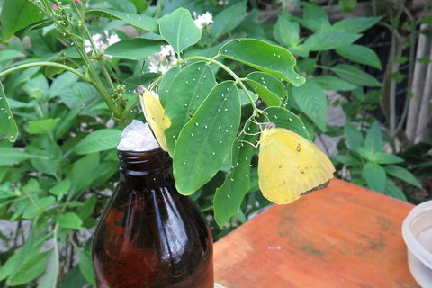 Australian Butterfly Sanctuary- Virtual Interactive Tour With Private Guide - Accommodation Brisbane 0