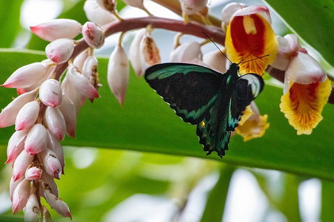 Australian Butterfly Sanctuary- Virtual Interactive Tour With Private Guide - Accommodation Brisbane 2