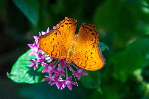 Australian Butterfly Sanctuary- Virtual Interactive Tour With Private Guide - Accommodation Brisbane 3