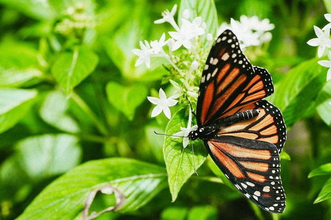Australian Butterfly Sanctuary- Virtual Interactive Tour With Private Guide - Accommodation Brisbane 4