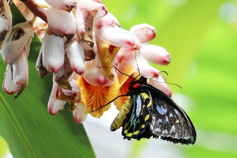 Australian Butterfly Sanctuary- Virtual Interactive Tour With Private Guide - Accommodation Brisbane 5