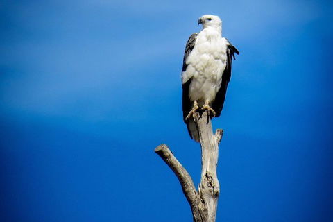 Kangaroo Island 75-Minute Ocean Safari - Accommodation Brisbane 0
