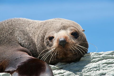 Kangaroo Island 75-Minute Ocean Safari - Accommodation Brisbane 1
