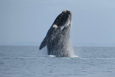 Kangaroo Island 75-Minute Ocean Safari - Accommodation Brisbane 2