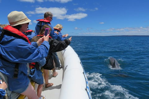 Kangaroo Island 75-Minute Ocean Safari - Accommodation Brisbane 3