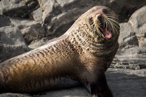 Kangaroo Island 75-Minute Ocean Safari - Accommodation Brisbane 5