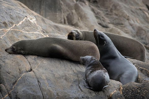 Kangaroo Island Ocean Safari - Snorkeling Safari - Accommodation Brisbane 0