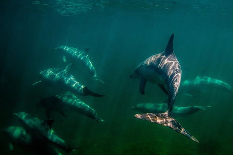 Kangaroo Island Ocean Safari - Snorkeling Safari - Accommodation Brisbane 2