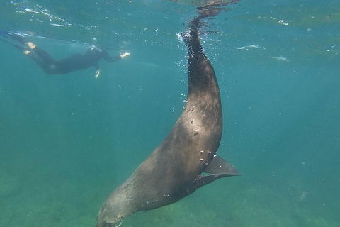 Kangaroo Island Ocean Safari - Snorkeling Safari - Accommodation Brisbane 3