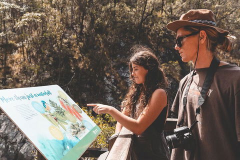 Springbrook AndTamborine Rainforest Tour Incl Natural Bridge And Glow Worm Cave - Accommodation Brisbane 0