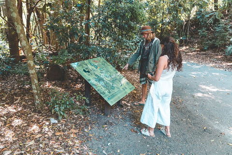Springbrook AndTamborine Rainforest Tour Incl Natural Bridge And Glow Worm Cave - Accommodation Brisbane 5