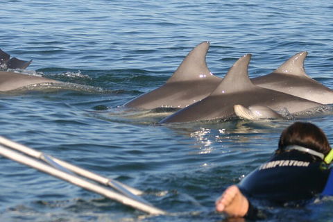 Dolphin Cruise From Adelaide With Optional Dolphin Swim - Accommodation Brisbane 2