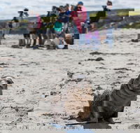 Kangaroo Island in a Day Tour from Adelaide - Accommodation Brisbane