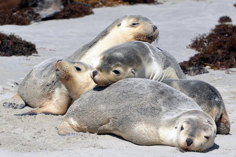 Small-Group Kangaroo Island 4WD Tour From Adelaide - Accommodation Brisbane 1