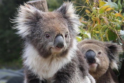 Kuranda Koala Gardens And Birdworld Admission Tickets - Accommodation Brisbane 0