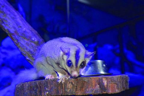 Kuranda Koala Gardens And Birdworld Admission Tickets - Accommodation Brisbane 1