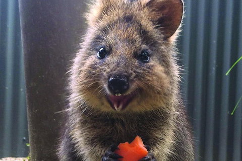 Kuranda Koala Gardens And Birdworld Admission Tickets - Accommodation Brisbane 2